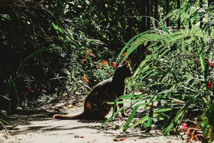 strategische bepflanzung gegen lästige vierbeiner im garten und welche gerüche mögen katzen nicht erlernen
