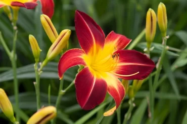 taglilie (hemerocallis) langblühende, winterharte stauden