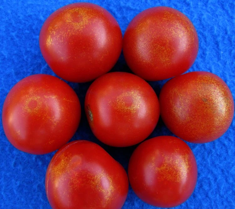 Thripse erkennen und bekämpfen - Tipps für Tomatenpflanzen