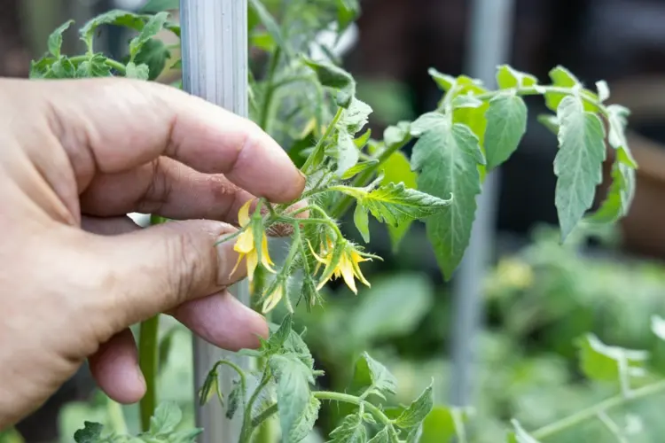 Tomaten anbauen - Probleme mit den Blüten durch mangelnde Bestäubung