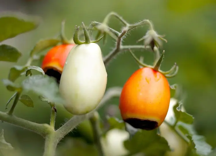 tomaten blütenendfäule kalziummangel auslöser