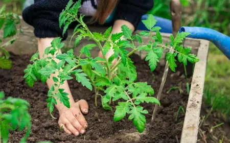 tomaten düngen mit hausmitteln so einfach und wirksam stellen sie natürliche düngemittel selber her