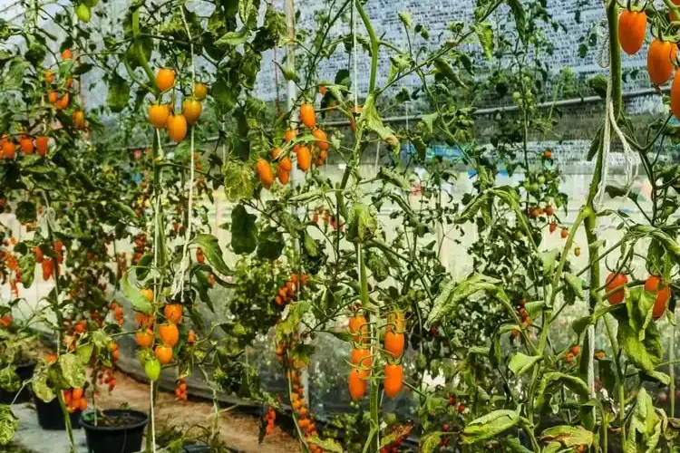 Tomaten lassen Blätter hängen nach Umtopfen