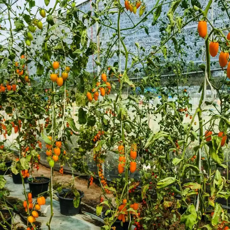 Tomaten lassen Blätter hängen nach Umtopfen