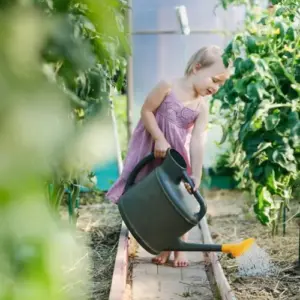 Tomaten mit Backpulver gießen - Natron mit Wasser mischen und bewässern