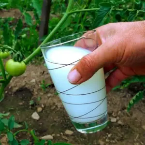 Tomaten mit Milch gießen - Vorteile, Nachteile, Rezept und Anleitung