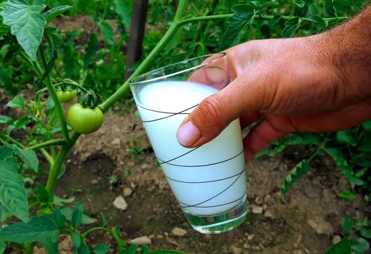 Tomaten mit Milch gießen - Vorteile, Nachteile, Rezept und Anleitung