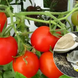 tomaten mit trockenhefe düngen anleitung