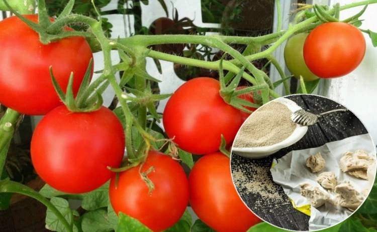 tomaten mit trockenhefe düngen anleitung