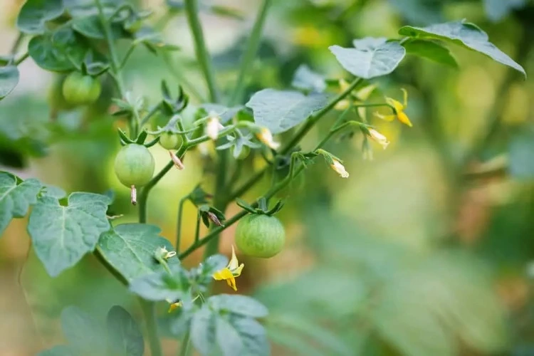 tomaten reifezeit verkürzen wie oft düngen