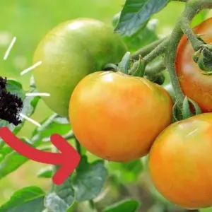 tomaten wie oft düngen reifezeit verkürzen