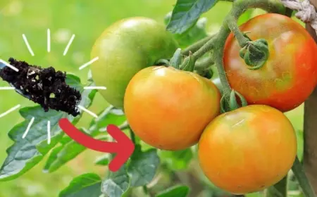 tomaten wie oft düngen reifezeit verkürzen