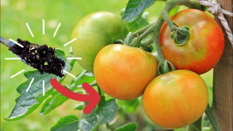 tomaten wie oft düngen reifezeit verkürzen