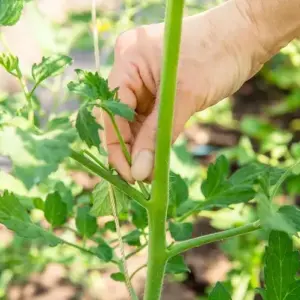 tomatenpflanzen auslichten tipps und
