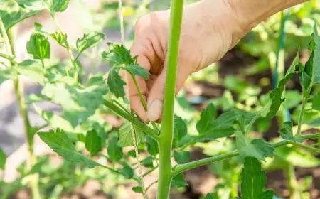 tomatenpflanzen auslichten tipps und