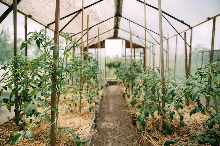 tomatenpflanzen im gewächshaus gedeihen lassen und vor schädlingen schützen