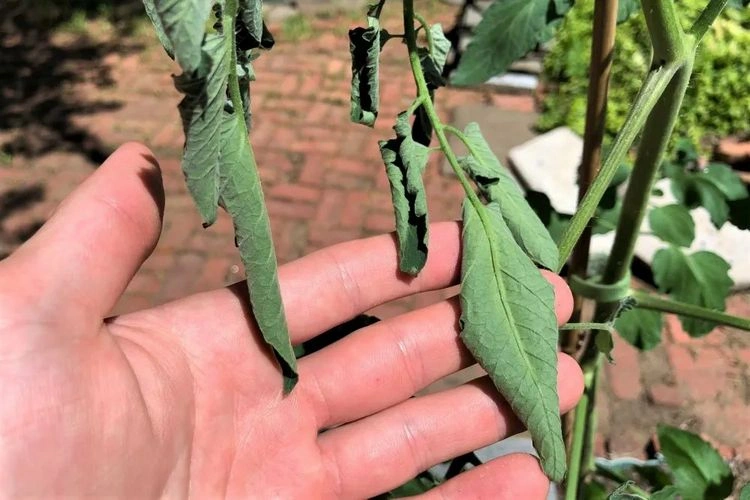 Tomatenpflanzen lassen Blätter hängen - unzureichende Bewässerung
