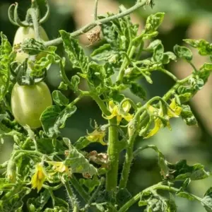 Tomatenpflanzen sind anfällig für Schäden durch Herbizide