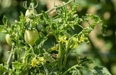 Tomatenpflanzen sind anfällig für Schäden durch Herbizide
