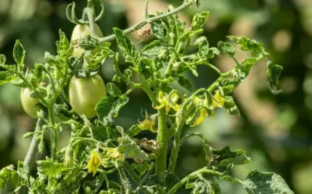 Tomatenpflanzen sind anfällig für Schäden durch Herbizide