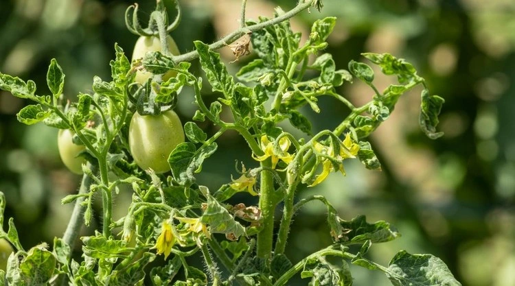 Tomatenpflanzen sind anfällig für Schäden durch Herbizide