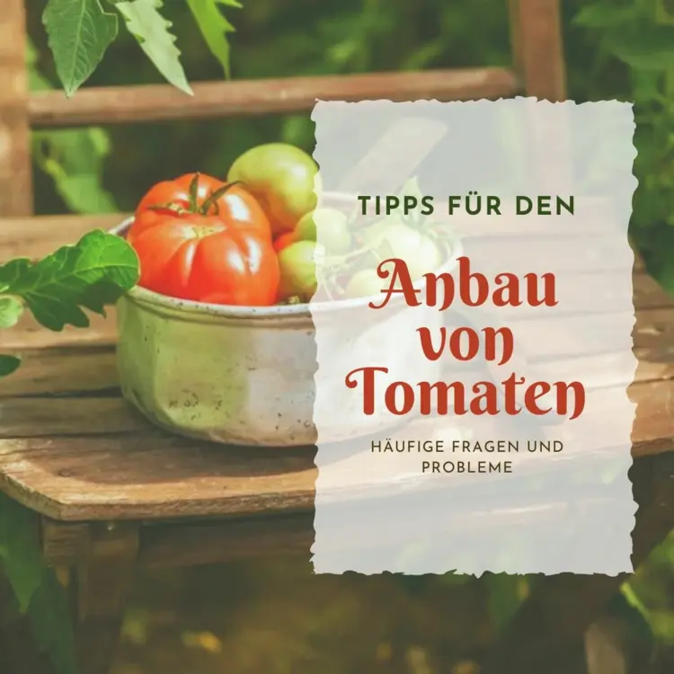 Tricks, wie Tomatenfrüchte nachreifen können an der Pflanze, im Gewächshaus und im Lager