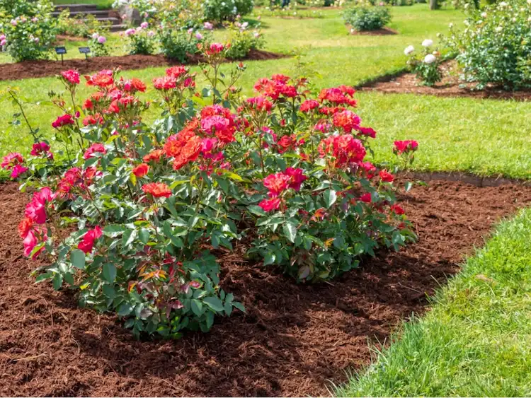 Um die Feuchtigkeit im Boden zu halten, tragen Sie eine Mulchschicht um die Rosen herum