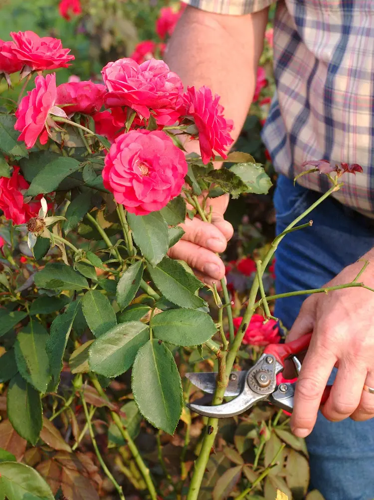 Um eine zweite Blüte zu fördern, sollen Sie die Rosen schneiden und düngen