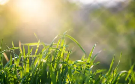 unkraut entferen vor der sommersaison für üppige und grüne rasenflächen unerlässlich