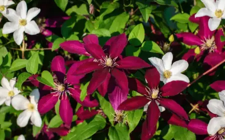 Unterpflanzung für Clematis - Schattenspender für den Garten