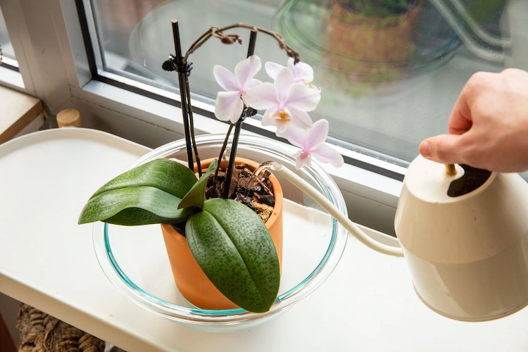 unterwässerung kann faltige und welke blätter bei orchidee verursachen