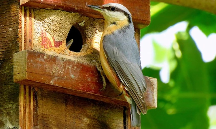 verschiedenen vogelarten im garten einen nistplatz bieten und wie lockt man vögel ins vogelhaus wissen
