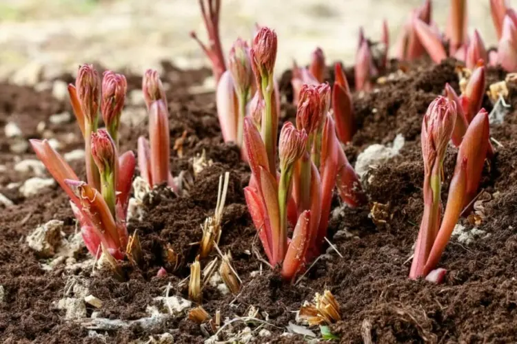 Vertrocknete Pflanzenteile am besten als Winterschutz bis zum Frühling stehen lassen