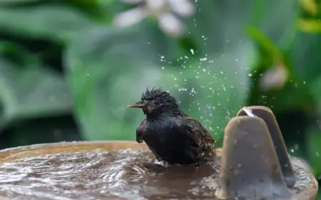 Vogeltränke reinigen - Warum nicht nur aus hygienischen Gründen