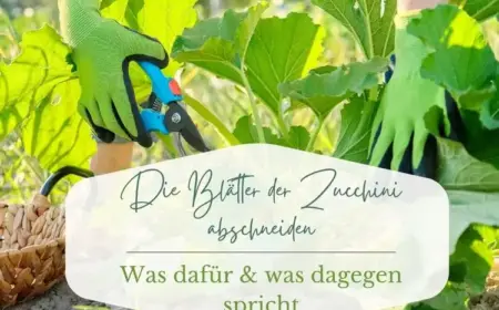 Von Zucchini die Blätter abschneiden - In welchen Ausnahmefällen darf man