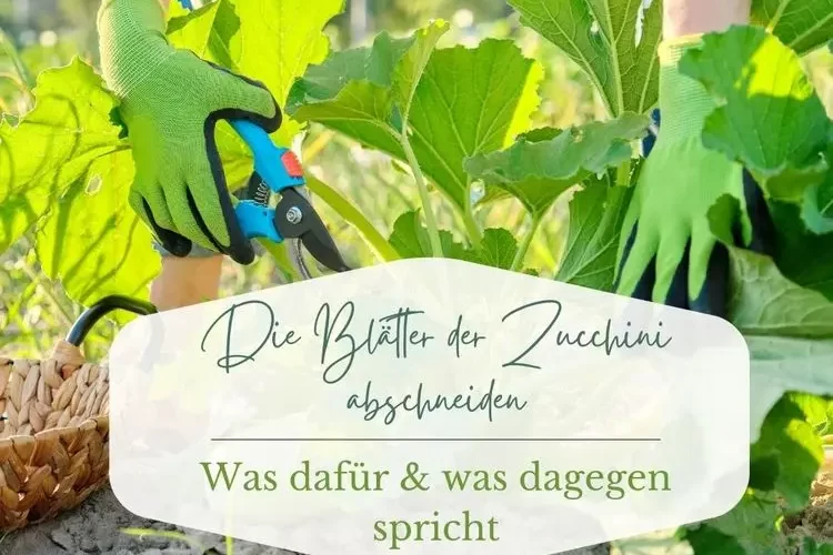 Von Zucchini die Blätter abschneiden - In welchen Ausnahmefällen darf man