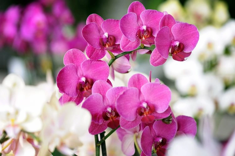 Wählen Sie immer gesunde Pflanzen, wenn Sie neue Orchideen kaufen