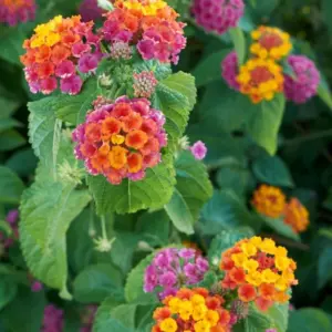 Wandelröschen (Lantana) für sonnigen Standort