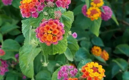 Wandelröschen (Lantana) für sonnigen Standort