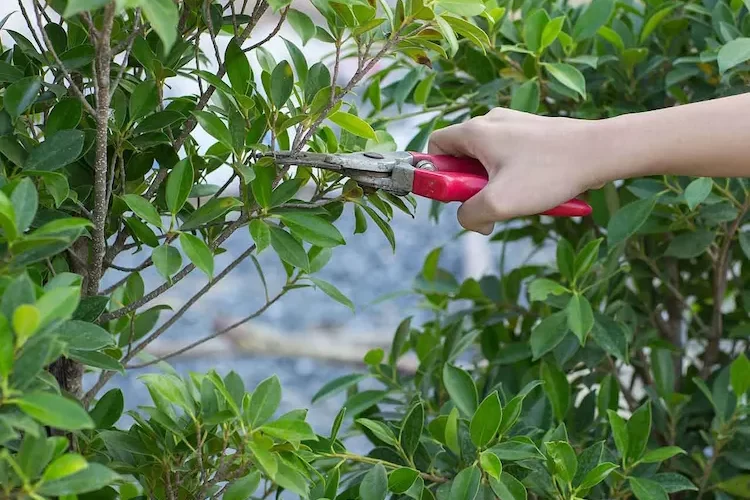wann ist johannistag und welche bedeutung hat er für gärtner