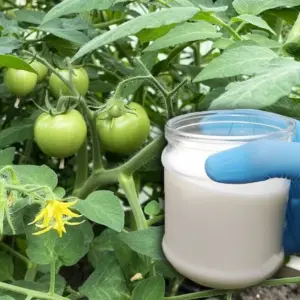 wann und wie tomaten mit milch düngen 2 schnelle rezepte und tipps zur richtigen anwendung