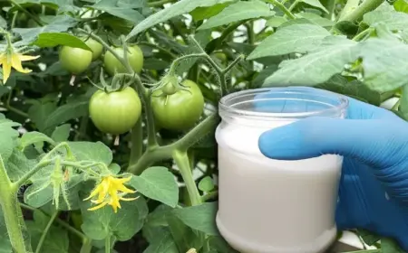 wann und wie tomaten mit milch düngen 2 schnelle rezepte und tipps zur richtigen anwendung