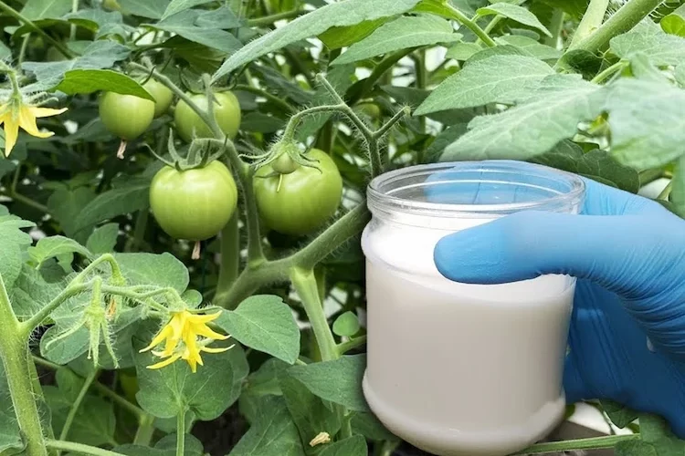 wann und wie tomaten mit milch düngen 2 schnelle rezepte und tipps zur richtigen anwendung