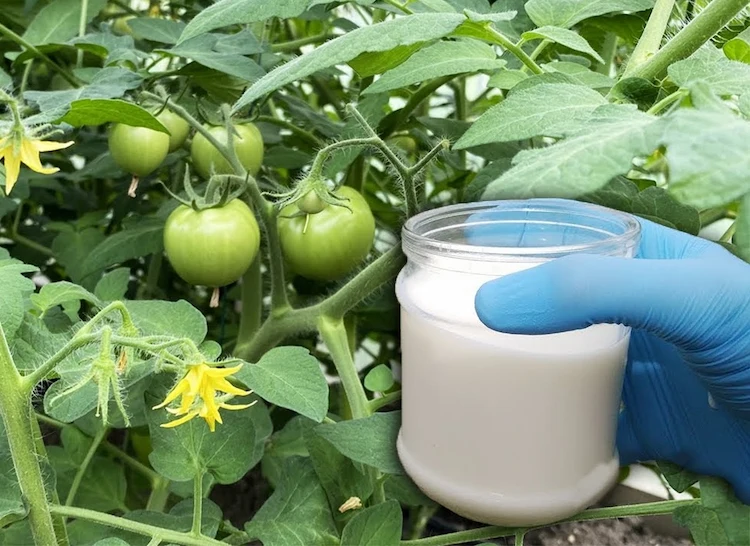 wann und wie tomaten mit milch düngen 2 schnelle rezepte und tipps zur richtigen anwendung