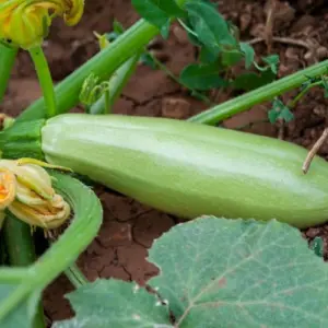 Wann Zucchini ernten, um reife Früchte zu erhalten?