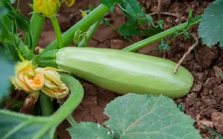 Wann Zucchini ernten, um reife Früchte zu erhalten?