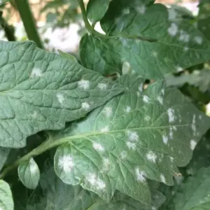 Warum entstehen weiße Flecken auf den Tomatenblättern?