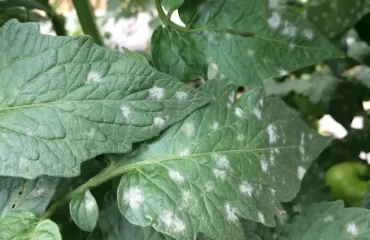 Warum entstehen weiße Flecken auf den Tomatenblättern?