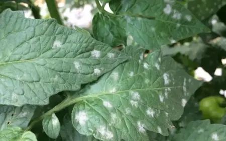 Warum entstehen weiße Flecken auf den Tomatenblättern?