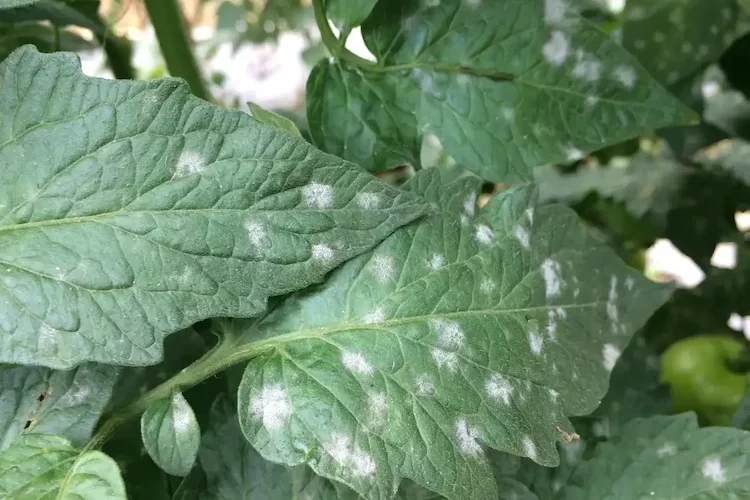 Warum entstehen weiße Flecken auf den Tomatenblättern?